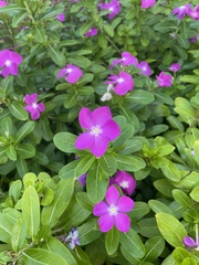 Catharanthus roseus