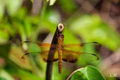 Camacinia gigantea