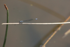 Pseudagrion salisburyense