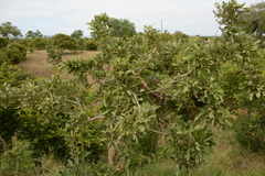 Philenoptera violacea