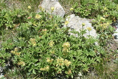 Potentilla valderia
