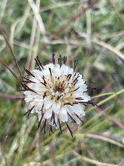 Hypochaeris incana