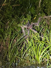 Antrostomus vociferus