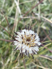 Hypochaeris incana