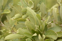 Philenoptera violacea