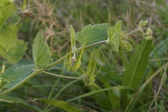 Erodium malacoides