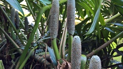 Rhaphidophora decursiva