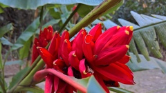 Musa coccinea