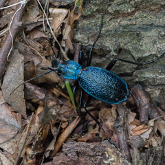 Carabus intricatus