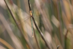 Lestes plagiatus