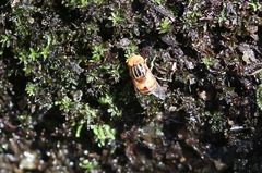 Eristalinus quinquestriatus