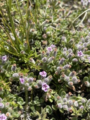 Clinopodium darwinii