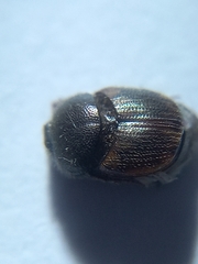 Onthophagini