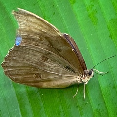 Morpho