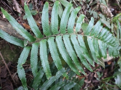 Microlepia marginata