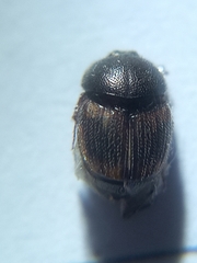 Onthophagini