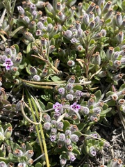 Clinopodium darwinii