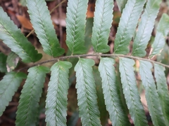 Microlepia marginata