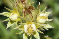 Potentilla valderia