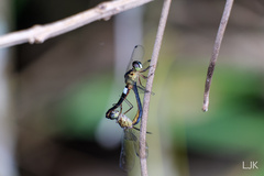Orchithemis pulcherrima