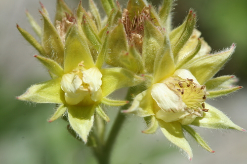 Potentilla valderia, photograph 6