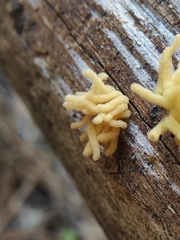 Arcyria obvelata