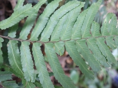 Microlepia marginata