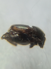 Onthophagini