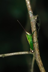 Caenolampis robertsi