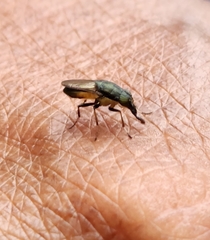 Idiella