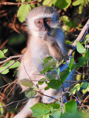 Chlorocebus pygerythrus