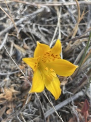 Alstroemeria patagonica
