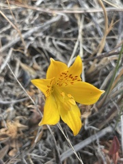 Alstroemeria patagonica