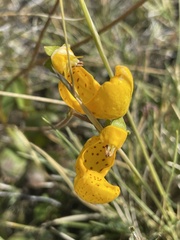 Calceolaria polyrhiza