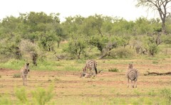 Equus quagga chapmani