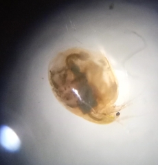 Simocephalus