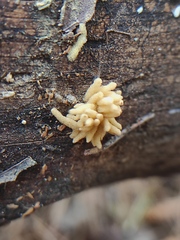 Arcyria obvelata