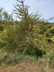 Combretum hereroense