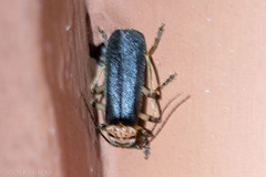 Silinae
