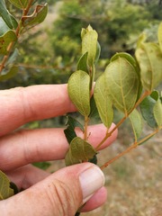 Combretum hereroense