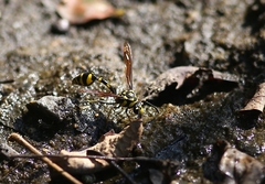 Phimenes flavopictus