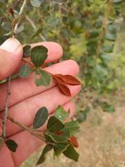 Combretum hereroense