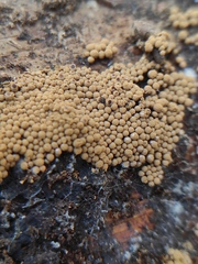 Myxomycetes