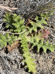 Cardueae