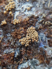 Myxomycetes