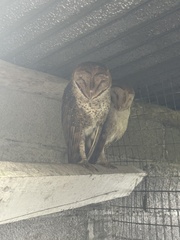 Tyto alba punctatissima