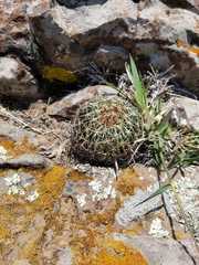 Echinofossulocactus zacatecasensis