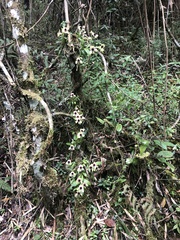 Telipogon latifolius