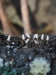 Arcyria cinerea