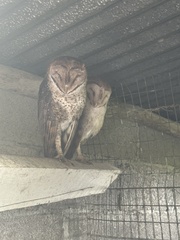 Tyto alba punctatissima